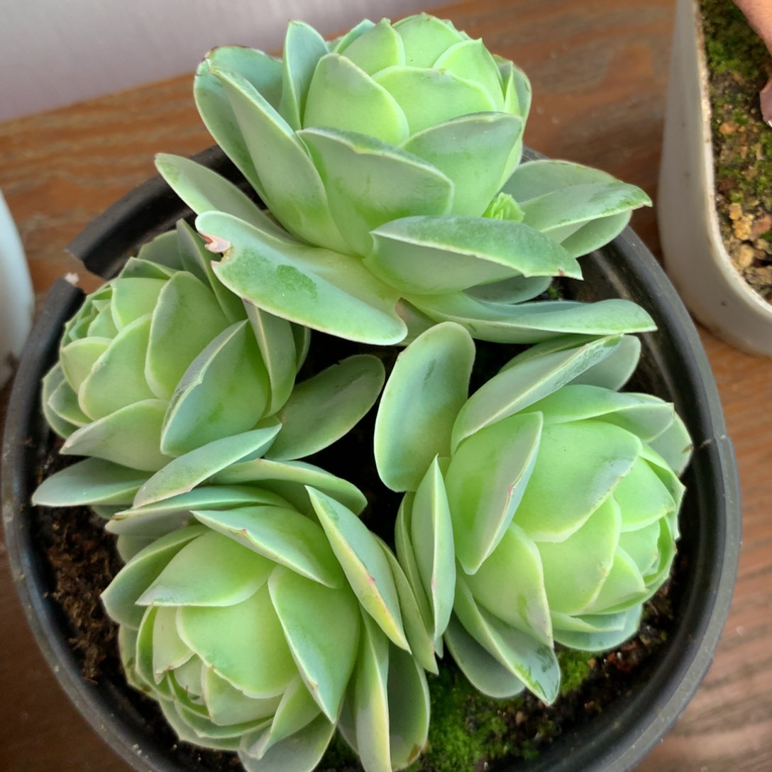 一物一拍罗拉公主001