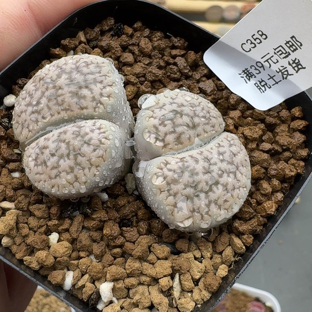 358哈哈哈哈哈哈哈哈哈