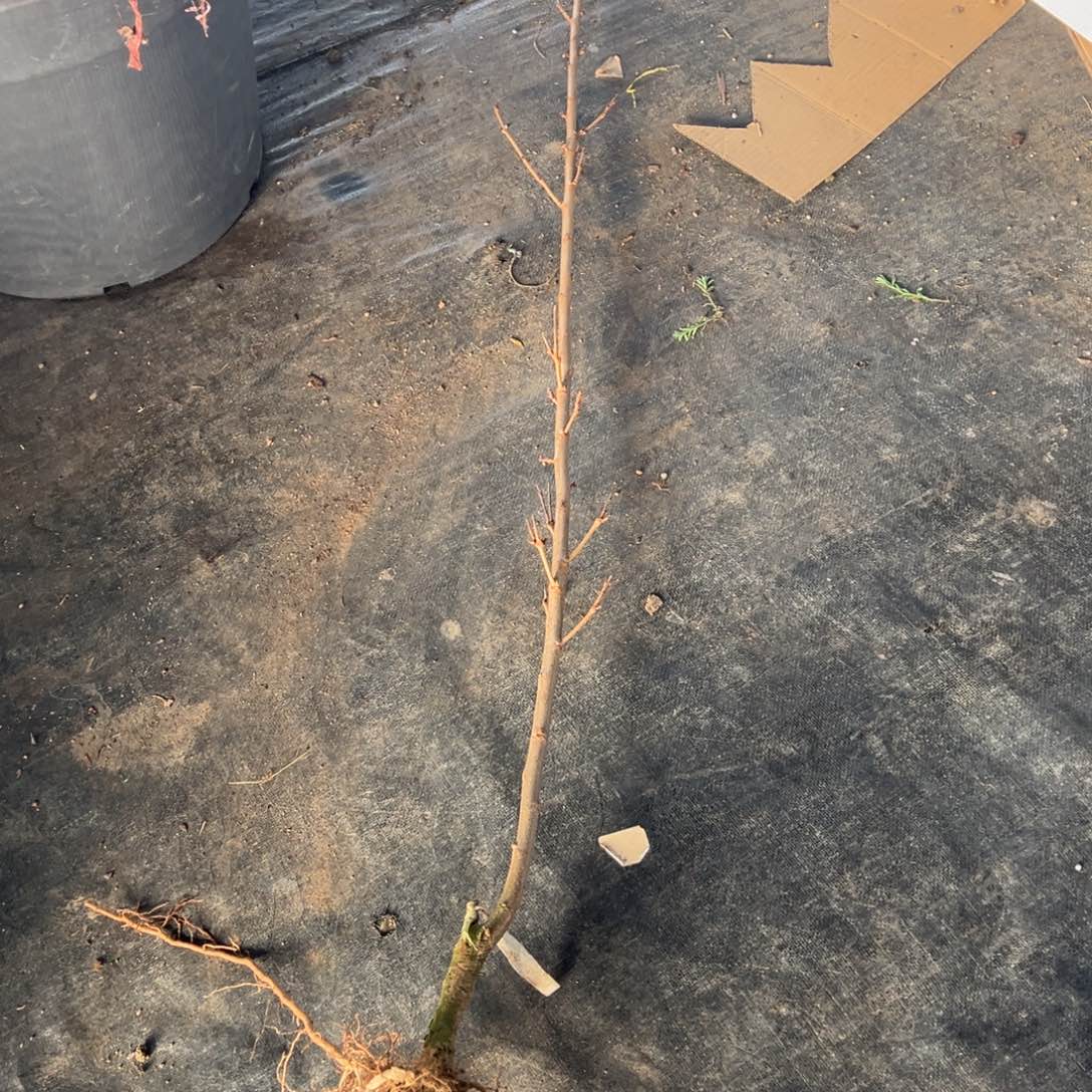 不开花植物（1062）吉野樱