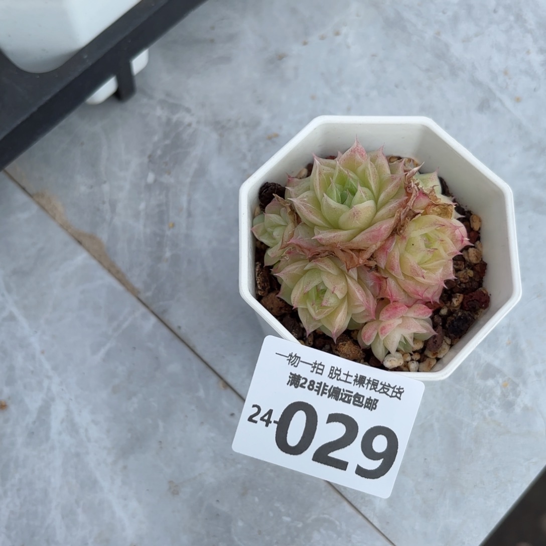 潘多拉多肉多肉多肉