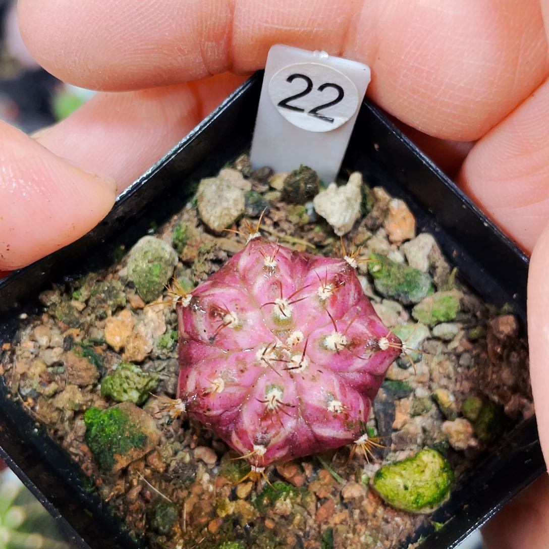 粉钻海神非偏远地区满25包邮仙人球