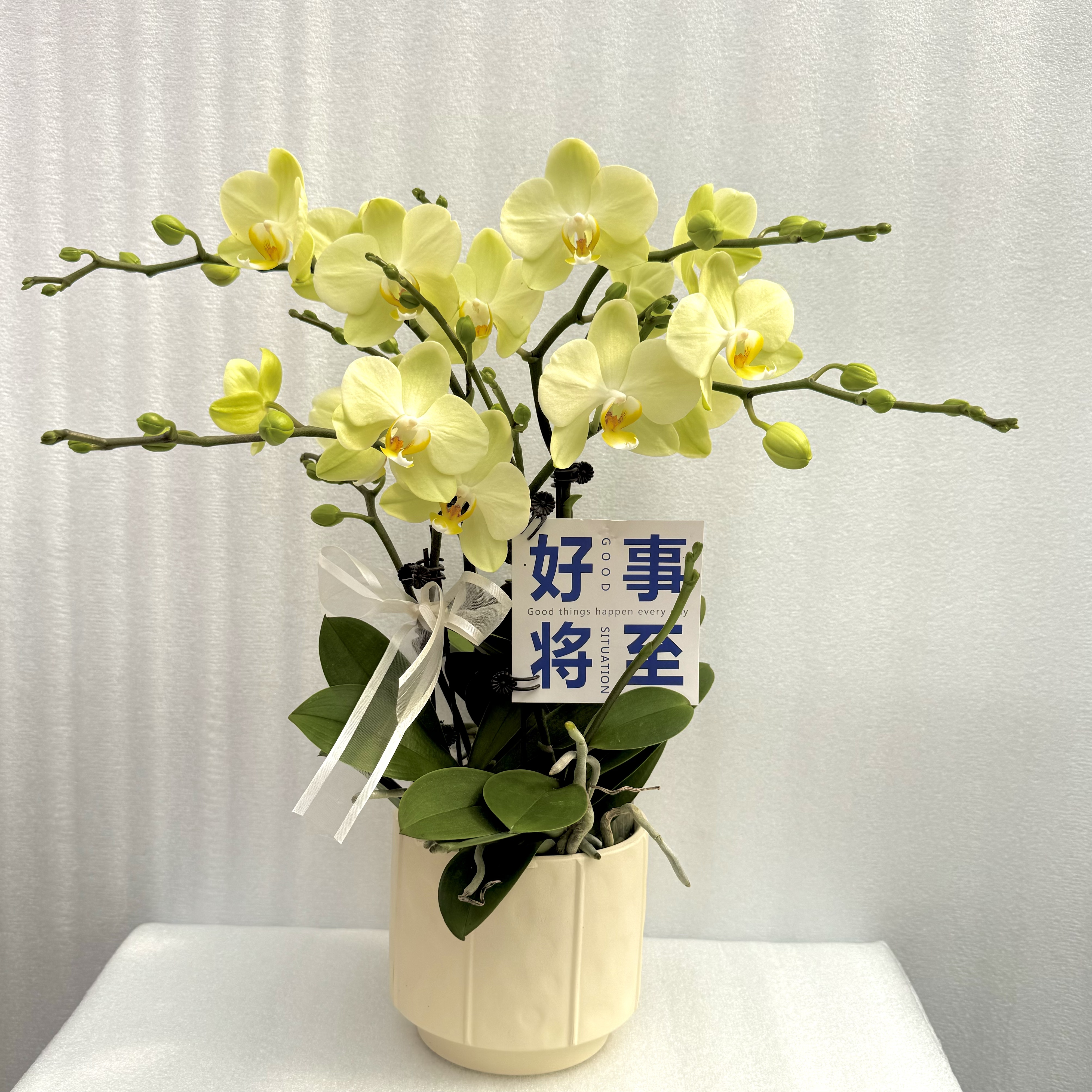 国馨【卡莉】 蝴蝶兰 懒人花室内花卉 花期长 好养活植株
