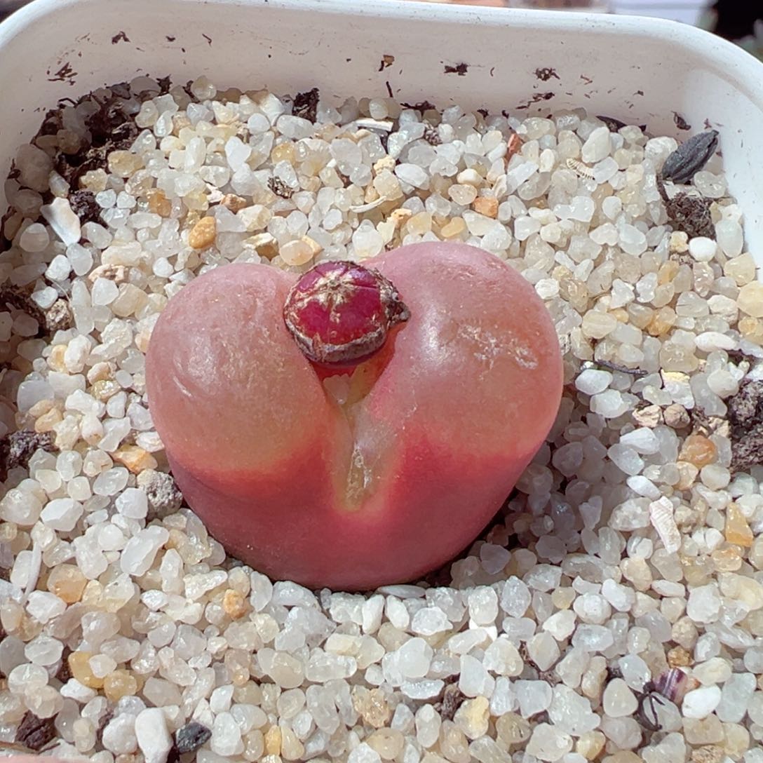 D****k121-256.我的小伙伴