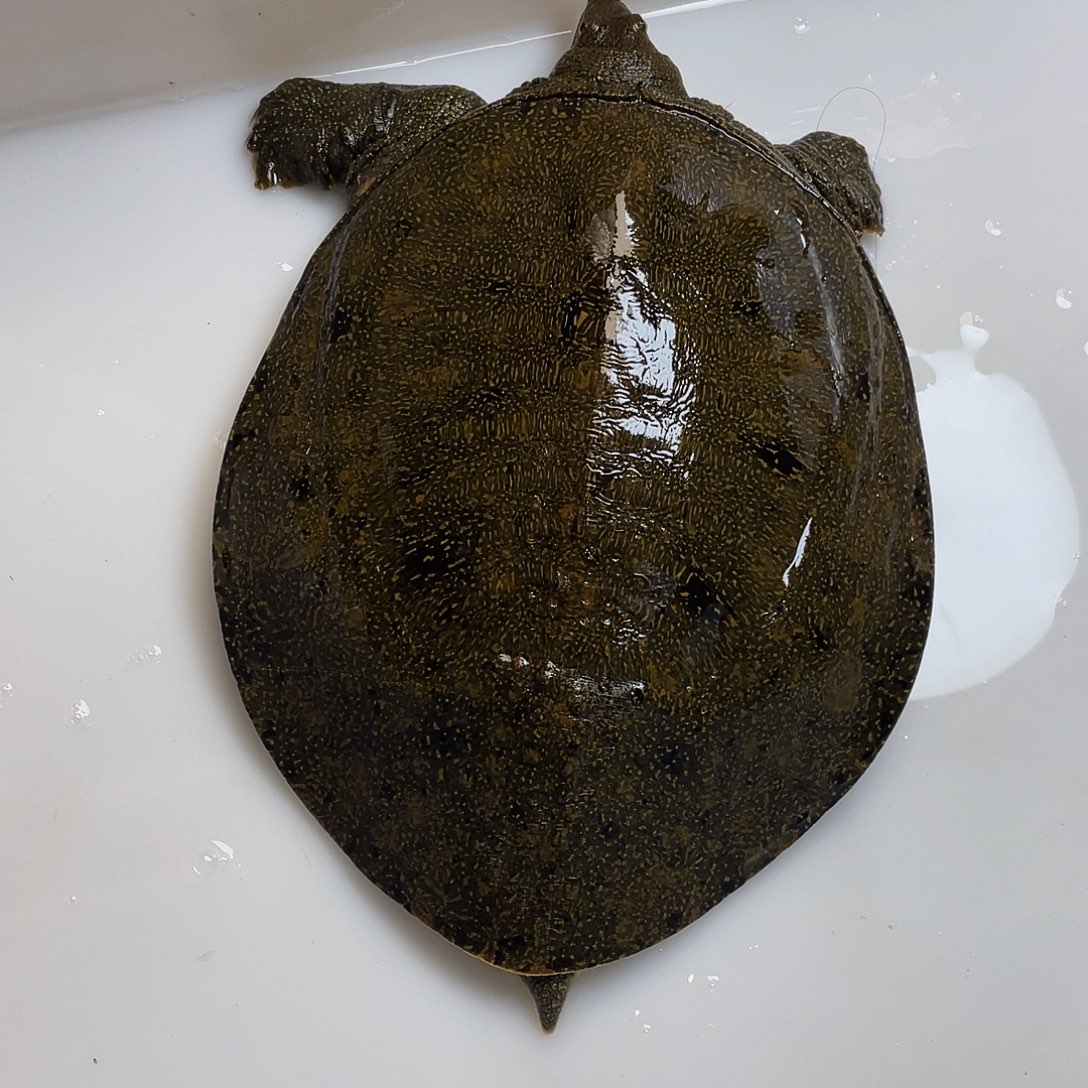 中国大陆12345688