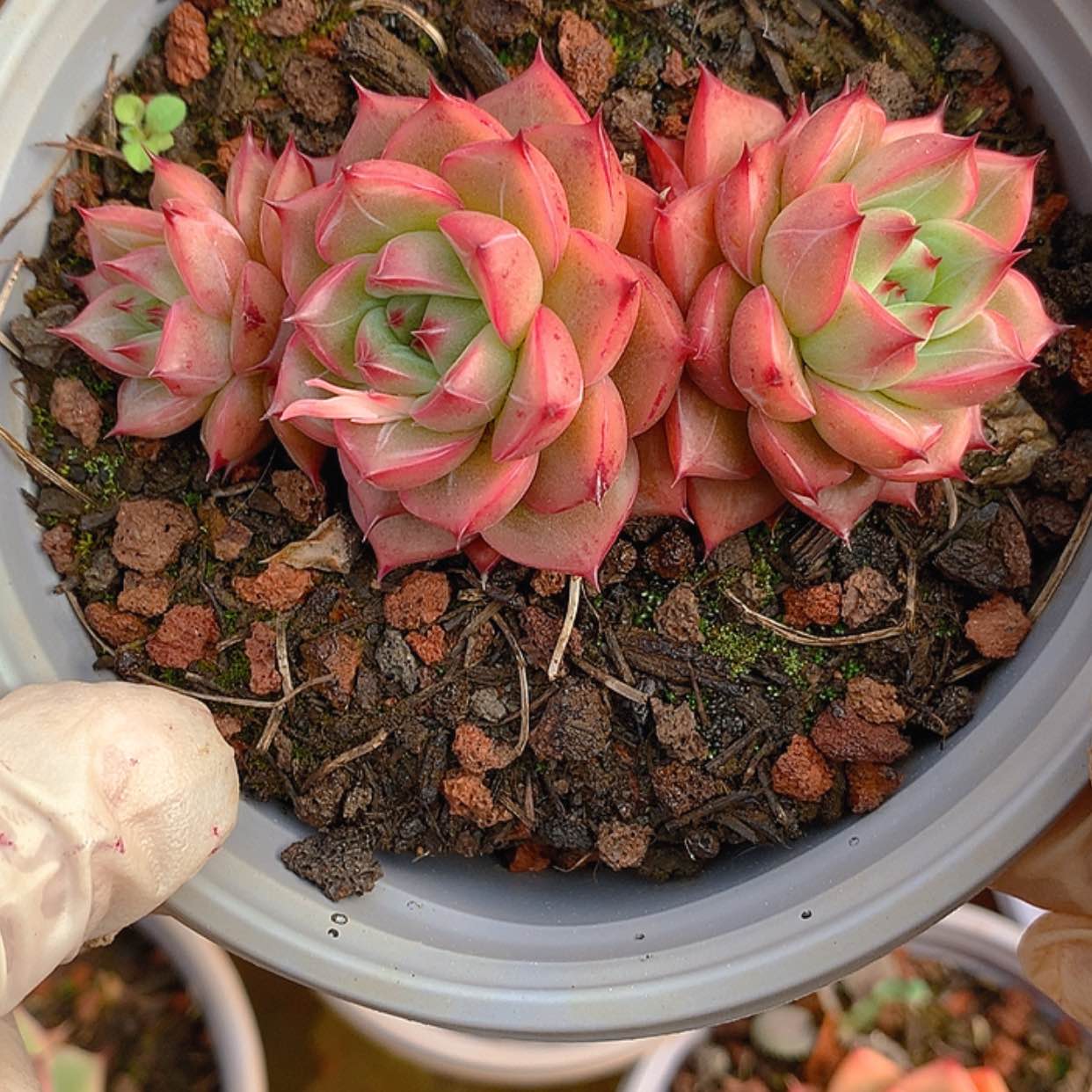 【闪购商品】云966