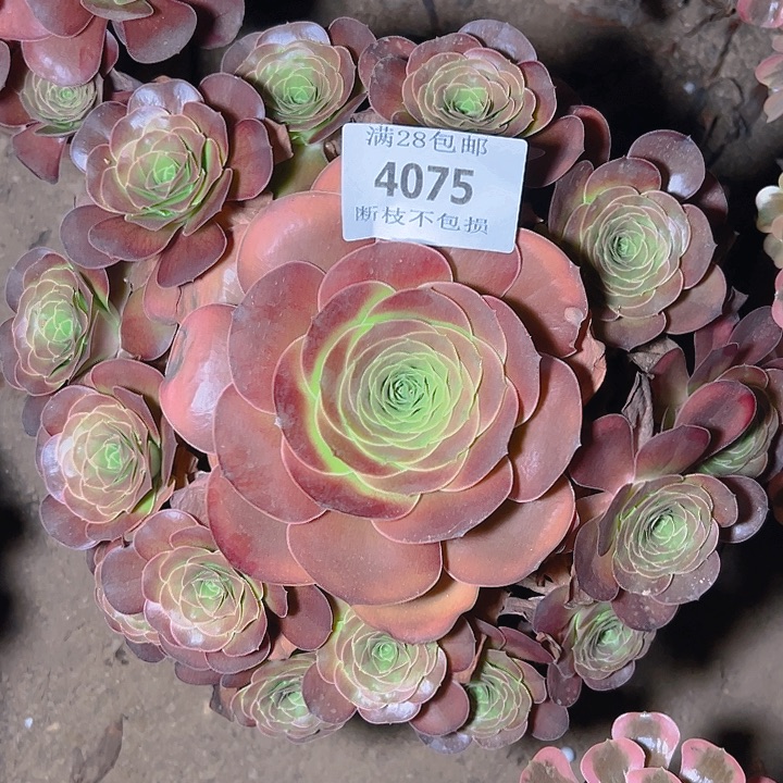 4075魅金玫瑰多肉植物