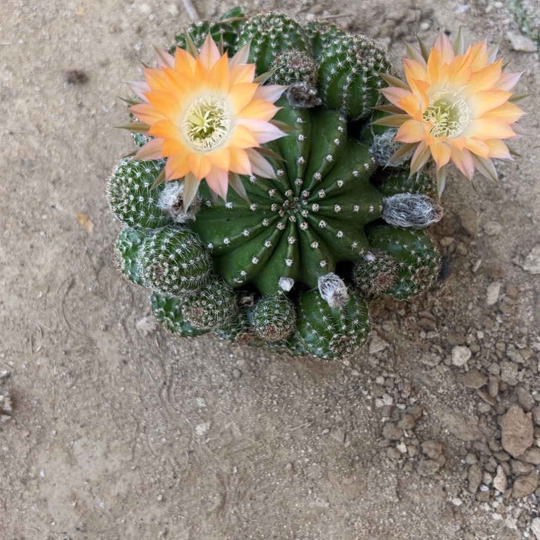 金刚仙人球仙人掌群生441