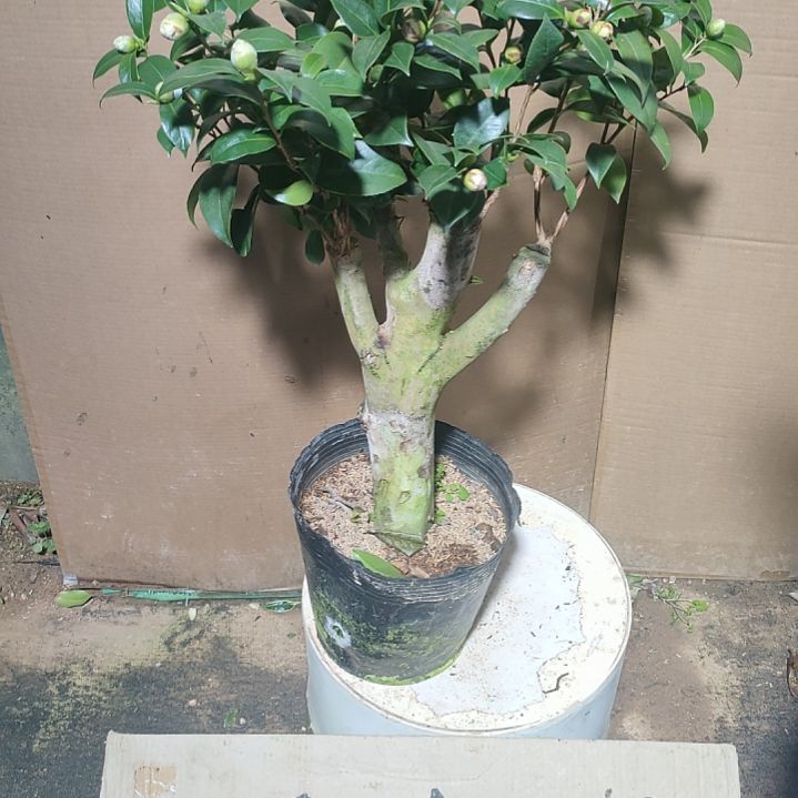 244四品，原盆原土发货，不包邮