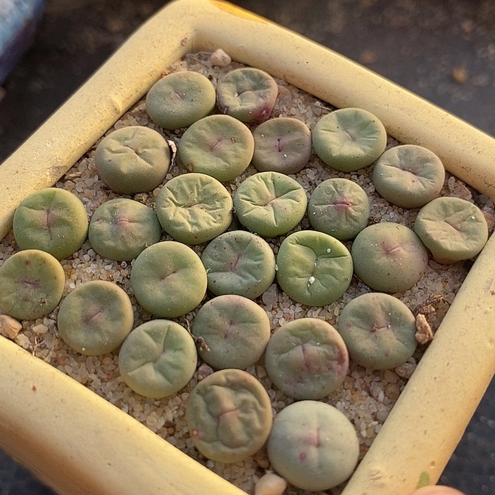 25504小红嘴样本一盆