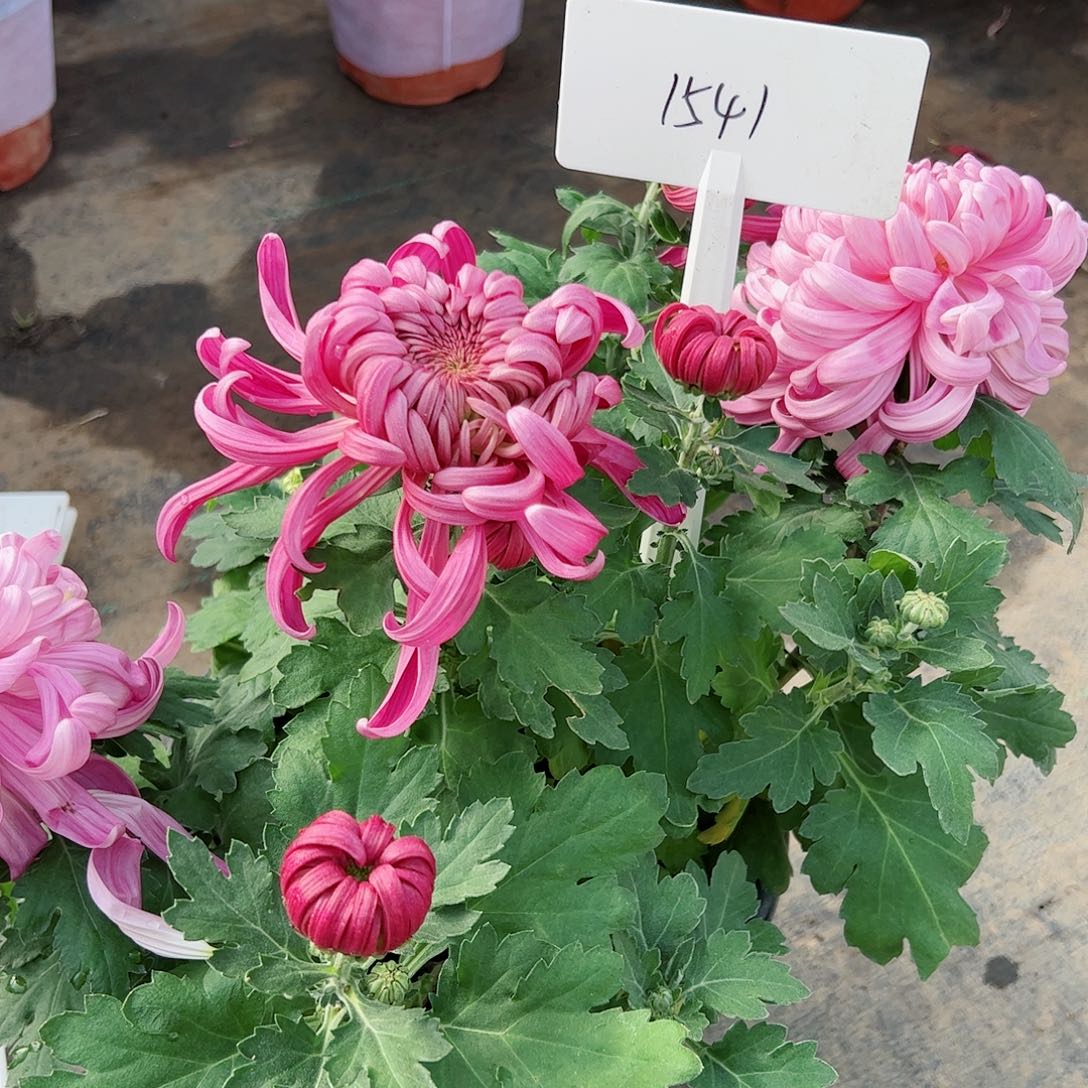 完全开放双色1541