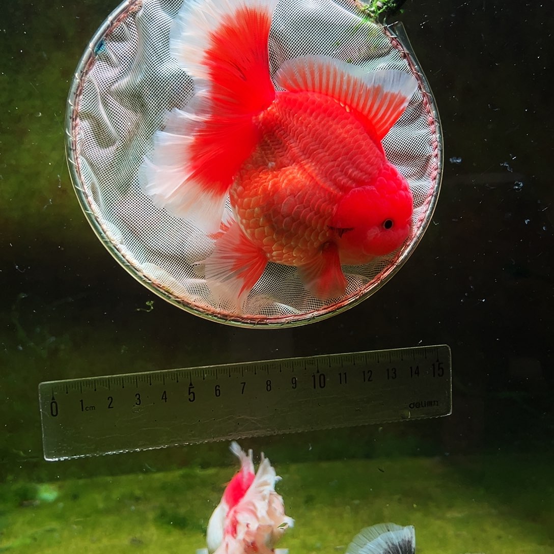 金鱼冷水金鱼百褶泰狮