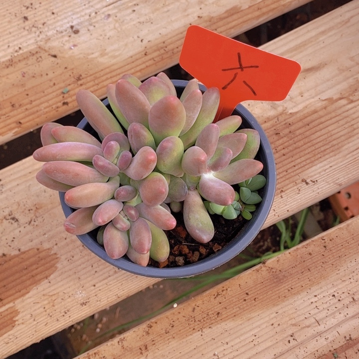 曼****这个我就知道这点