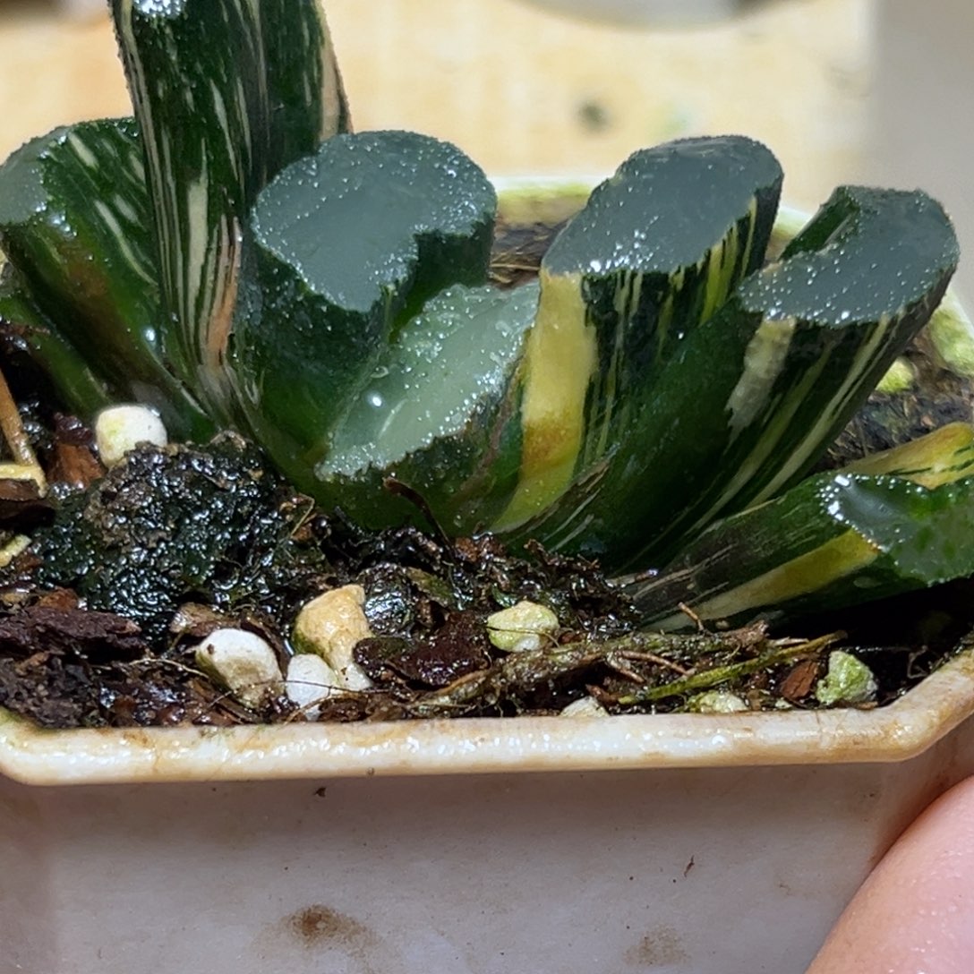 恭喜发财大吉大利705多肉