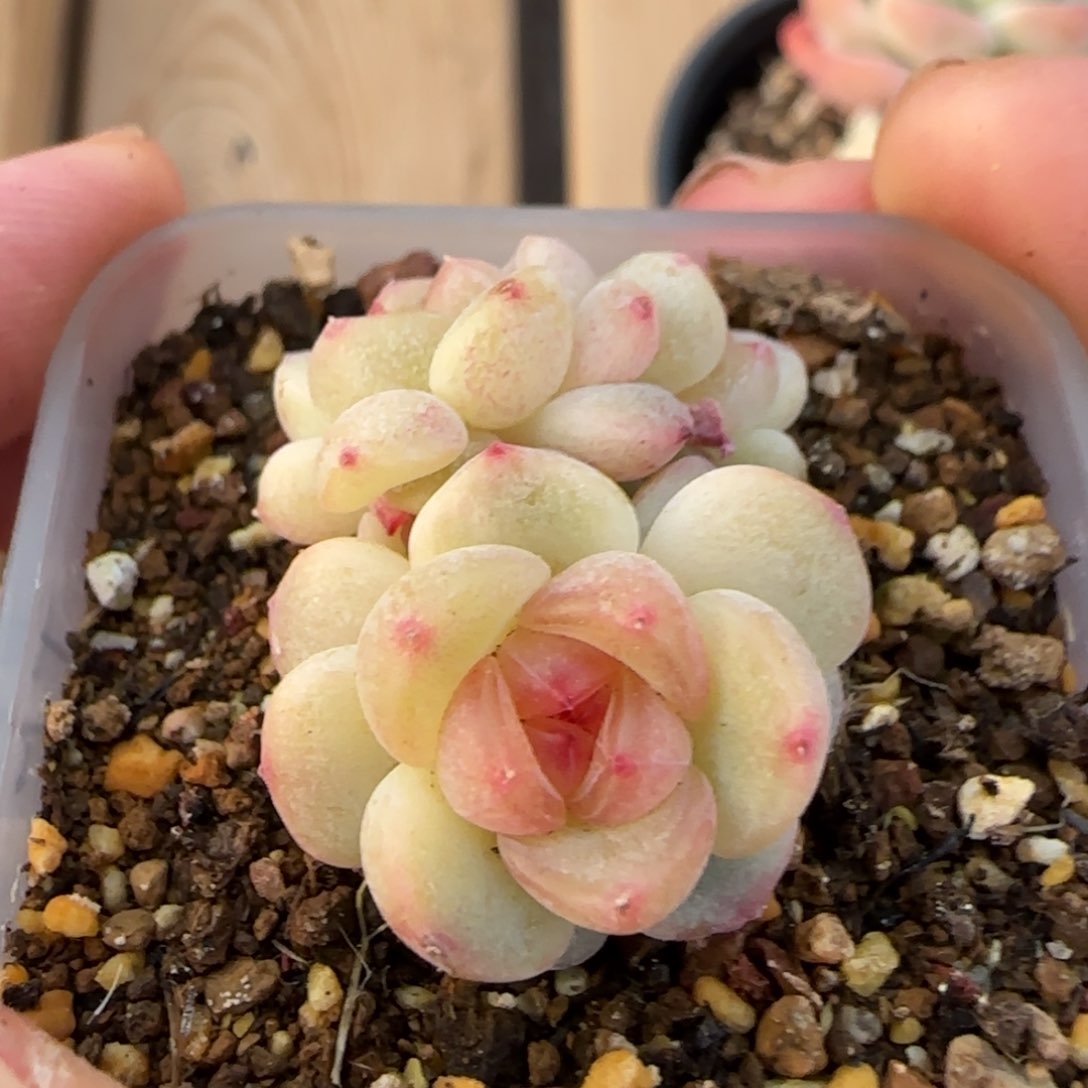 一物一拍大宁甜心T5