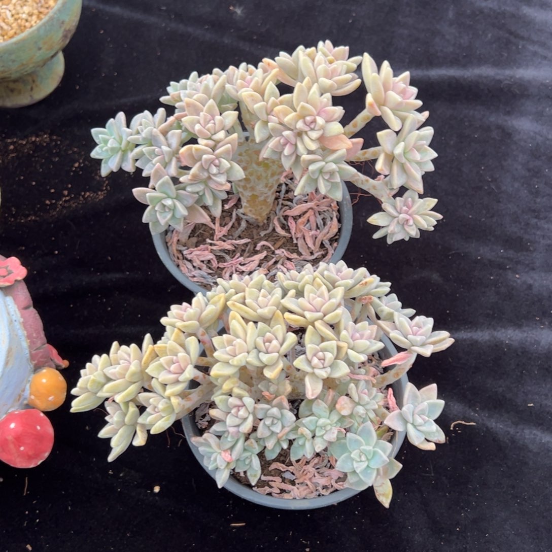 勤**钟新年快乐 新年快乐 新年快乐