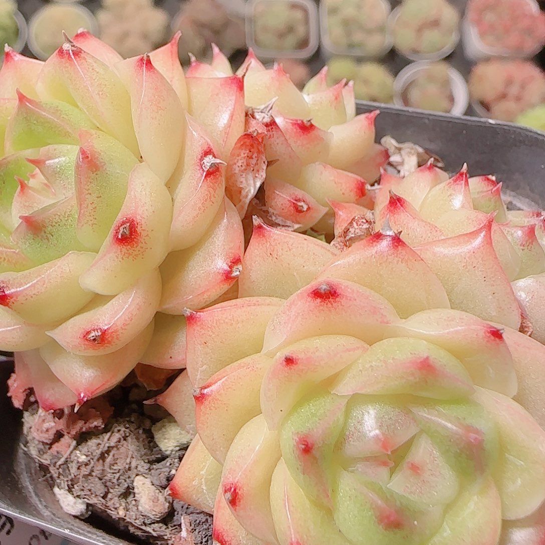 花语逸镜1122-118散