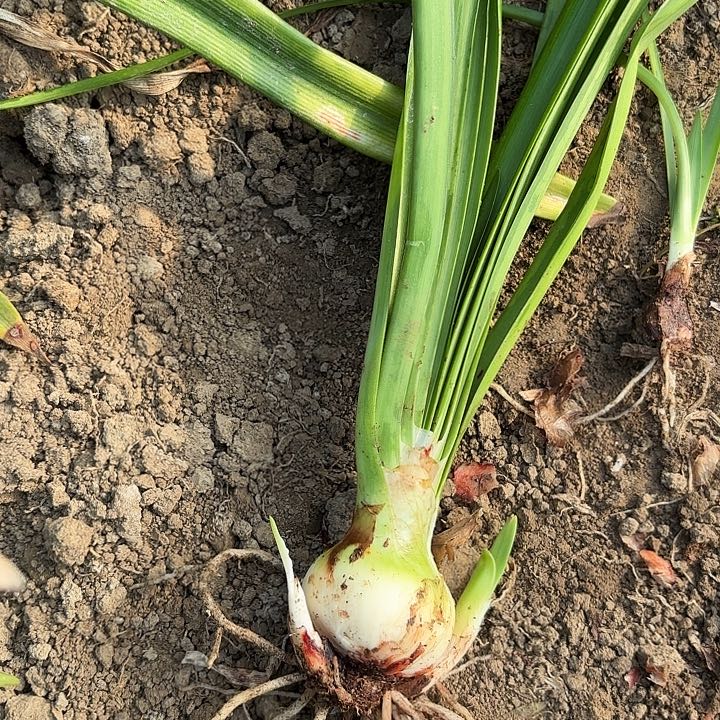 无花朵漂亮女神丑球包对版不包养护