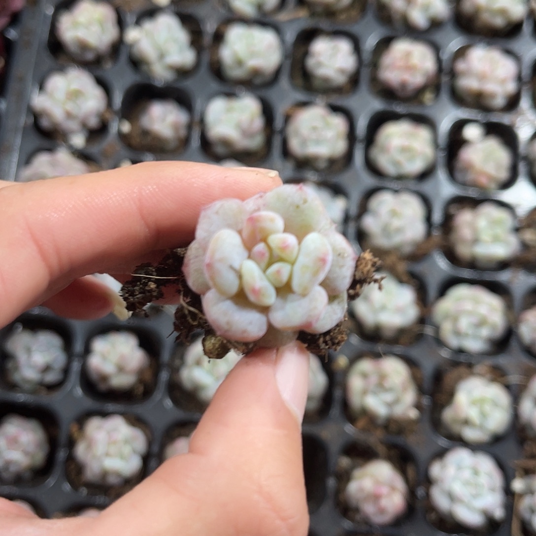 精品单头星星橙石化多肉