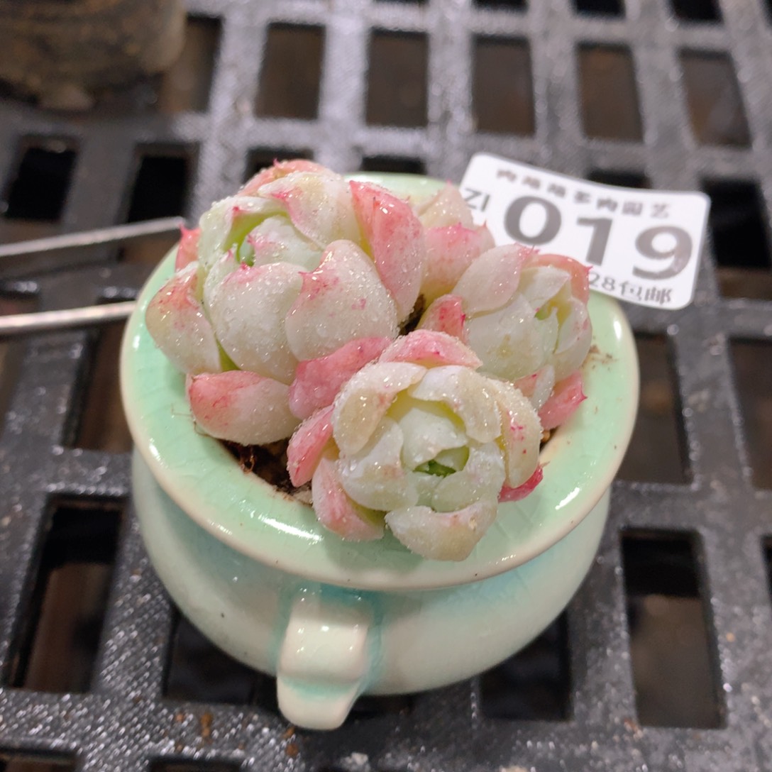 肉萌萌拇指盆精控多肉ZI1019