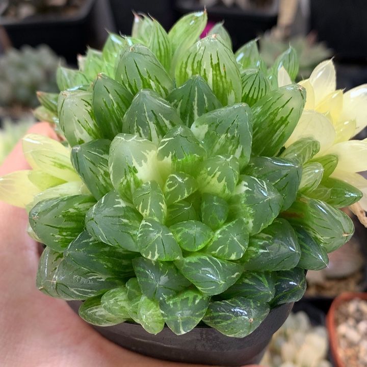 花火玉露锦带盆土发货