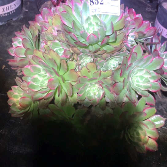 多肉植物海鲜852