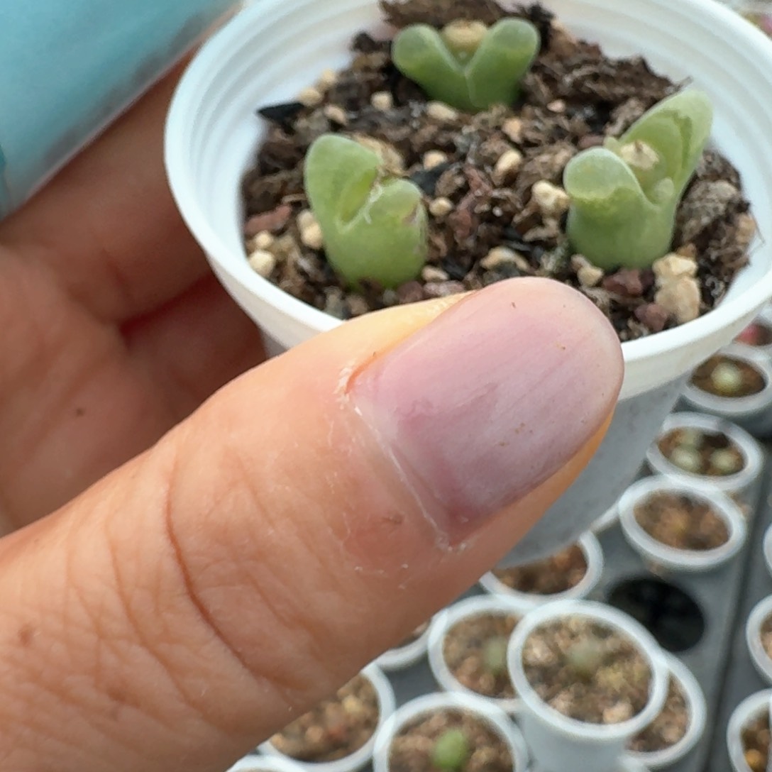 95三颗000000000000000