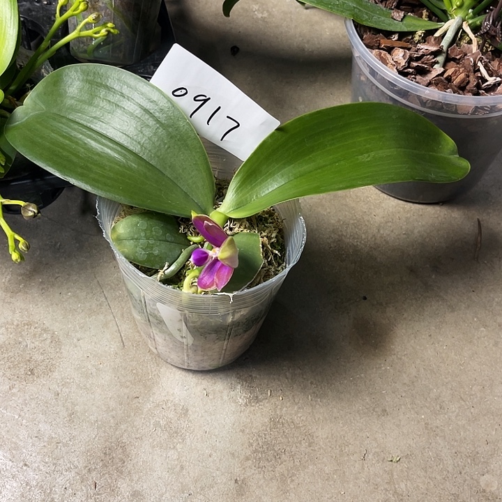 大部分花苞少量开放