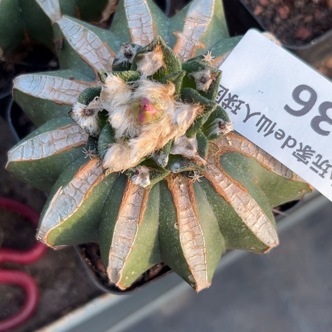 列***巴36 仙人球的比赛将