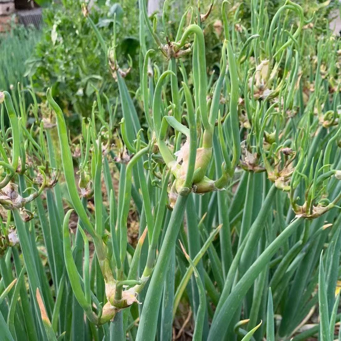 【 L 】楼葱种子四季种植阳台蔬菜商品图