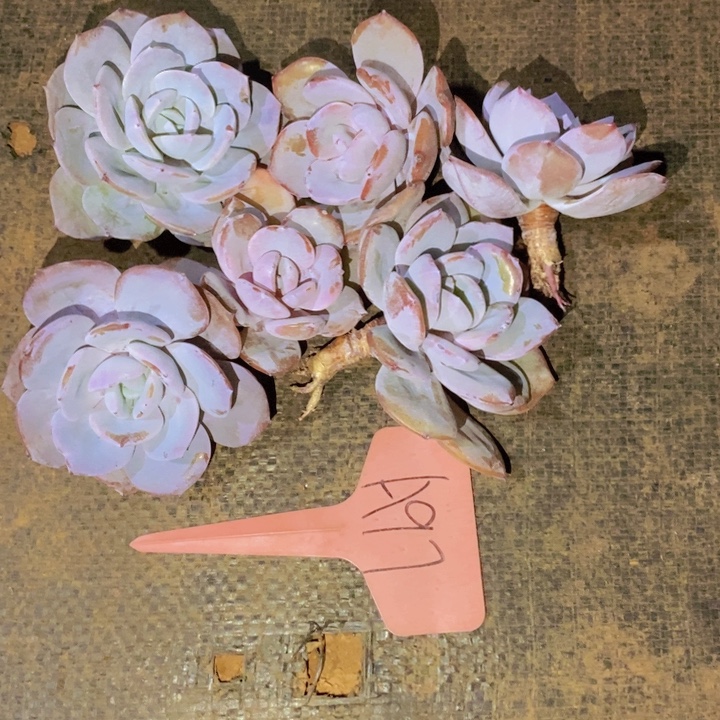 这么大岁数怎么会长出