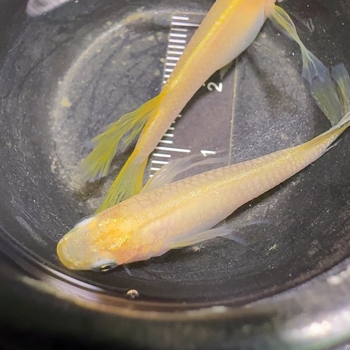 青鳉鱼一物一拍323