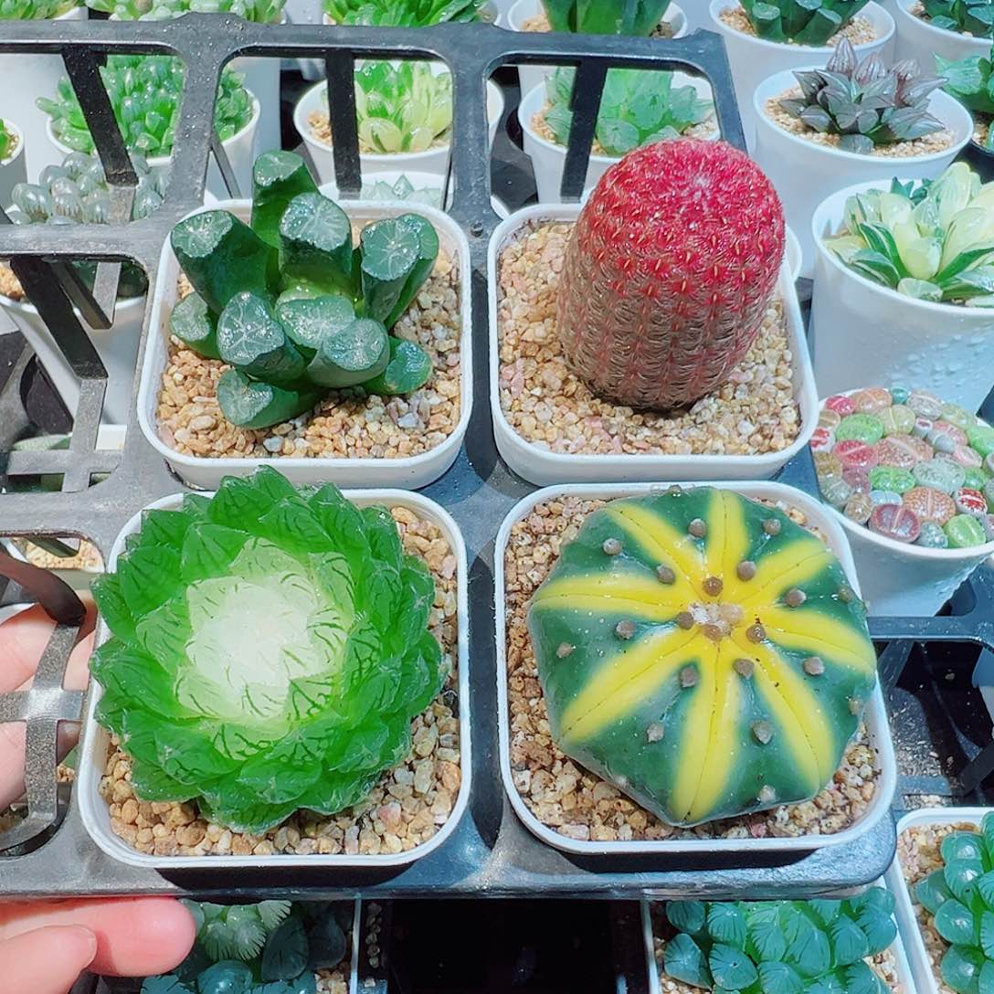 组合四个多肉玉露多肉