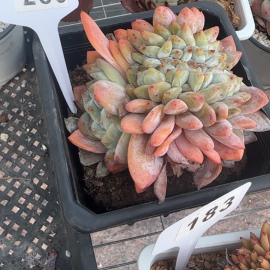 289橙子缀一物一拍多肉