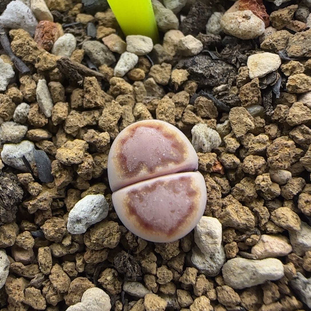 二蜕小个子323饼干