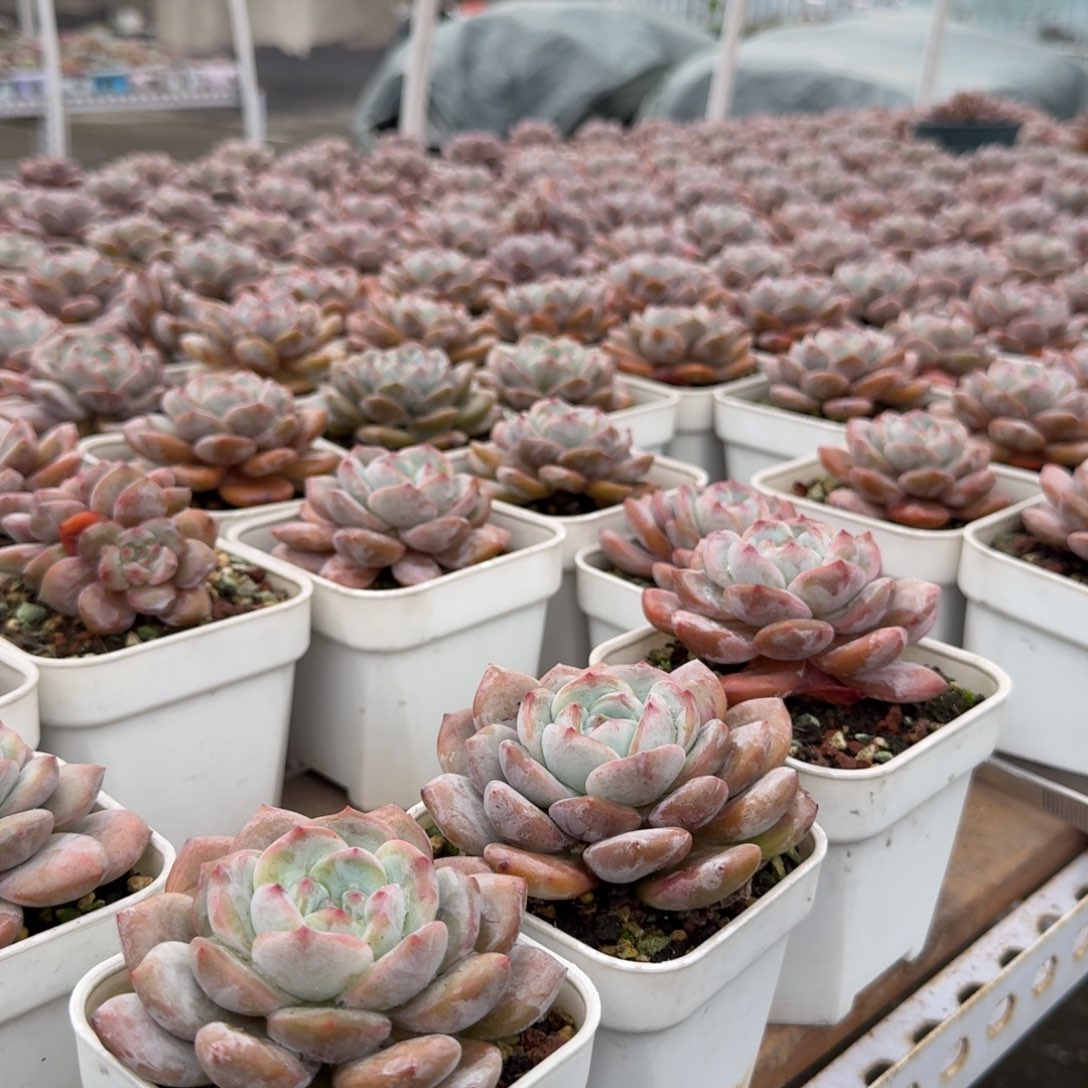 这个时候还会出现