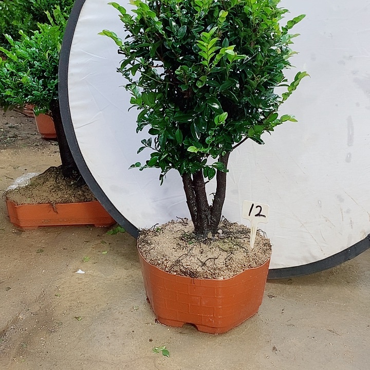 当前无花栽培后可以开花
