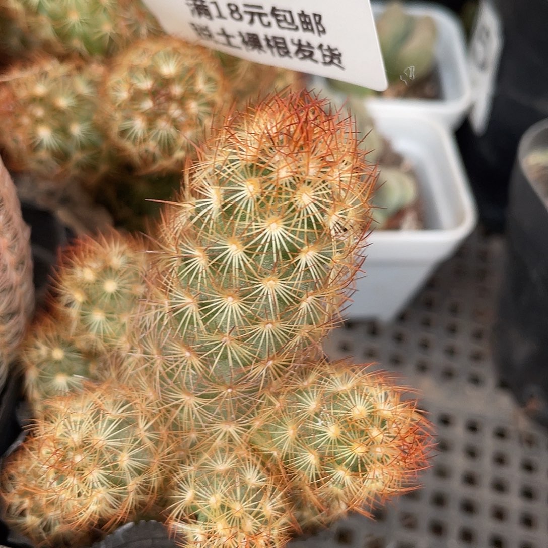 342金手指（满18元包邮）
