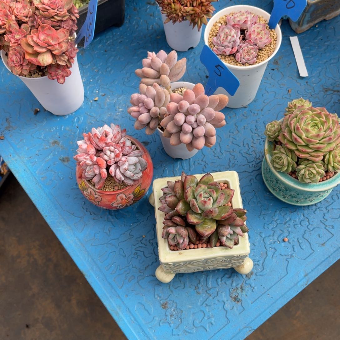 二**?129祖母绿多肉植物