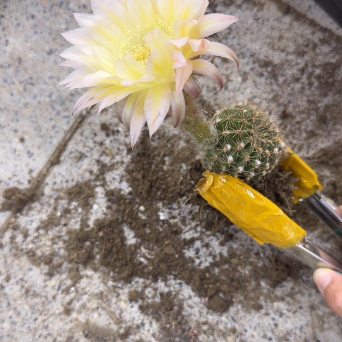 340新品彩草根脱土掰花发货，20包邮