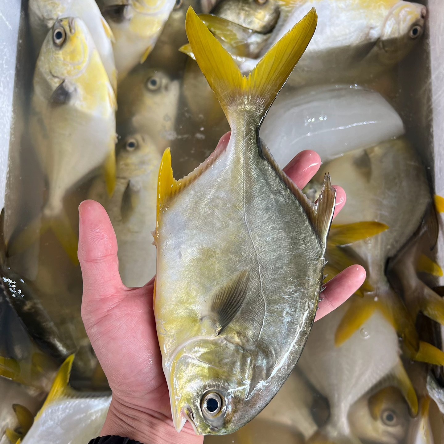 闸坡码头野生海捕金鲳鱼，广东省内次日达