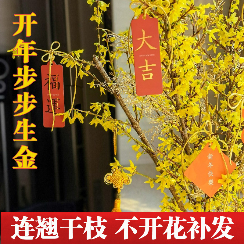 连翘寸寸金干枝泡水开花年宵花懒人绿植花卉水培植物串串金插花