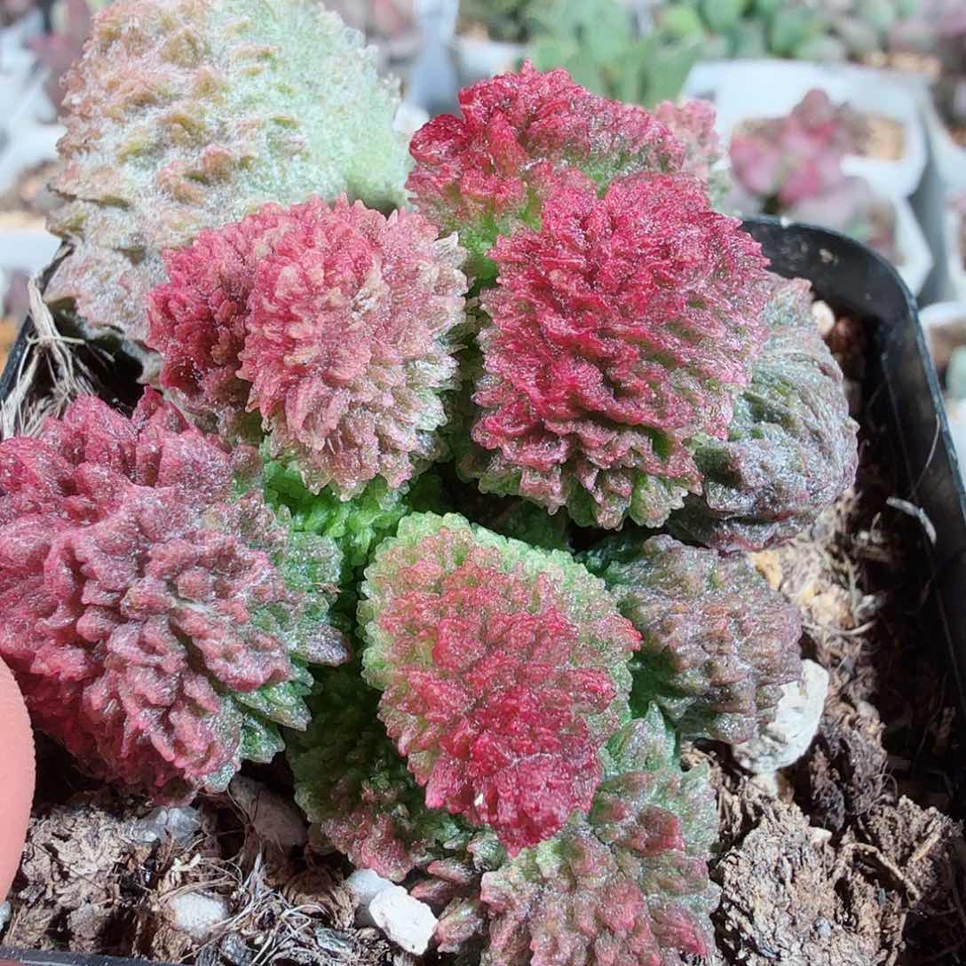 朱紫玉          