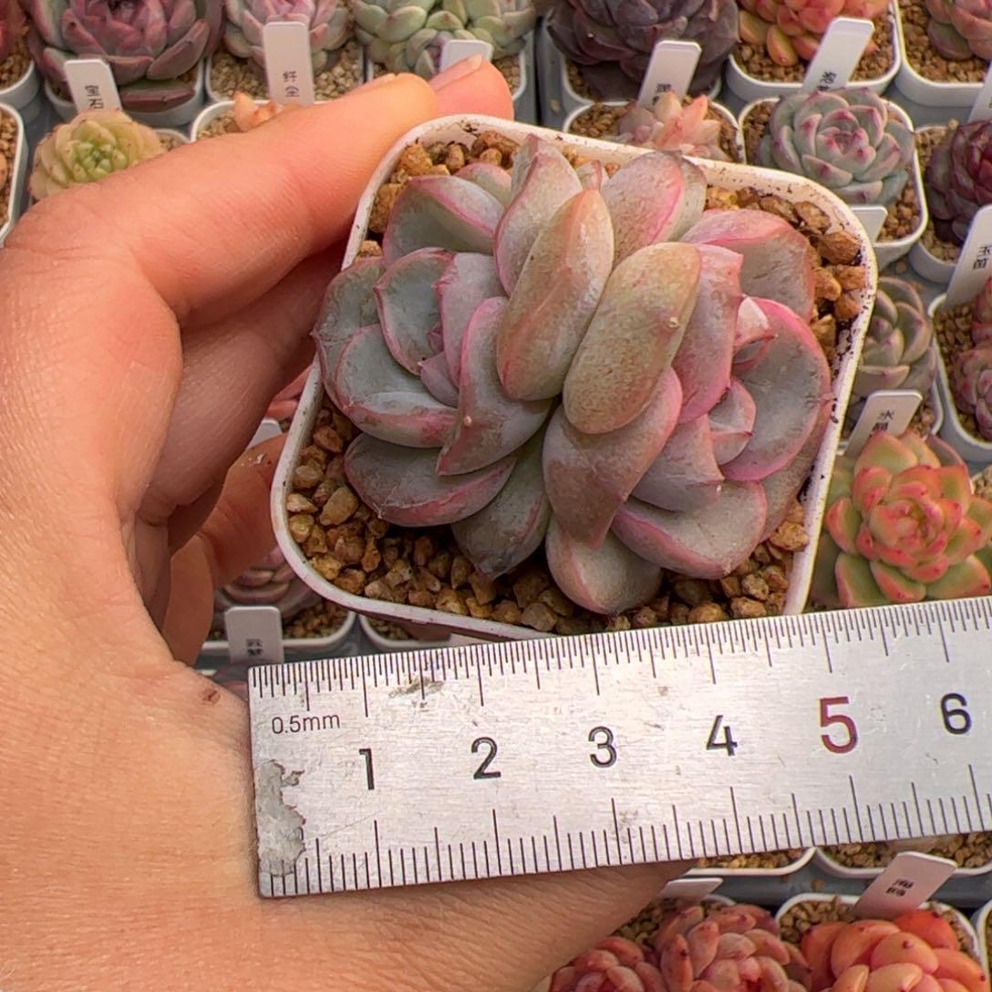 ✨****?074 多肉植物组合