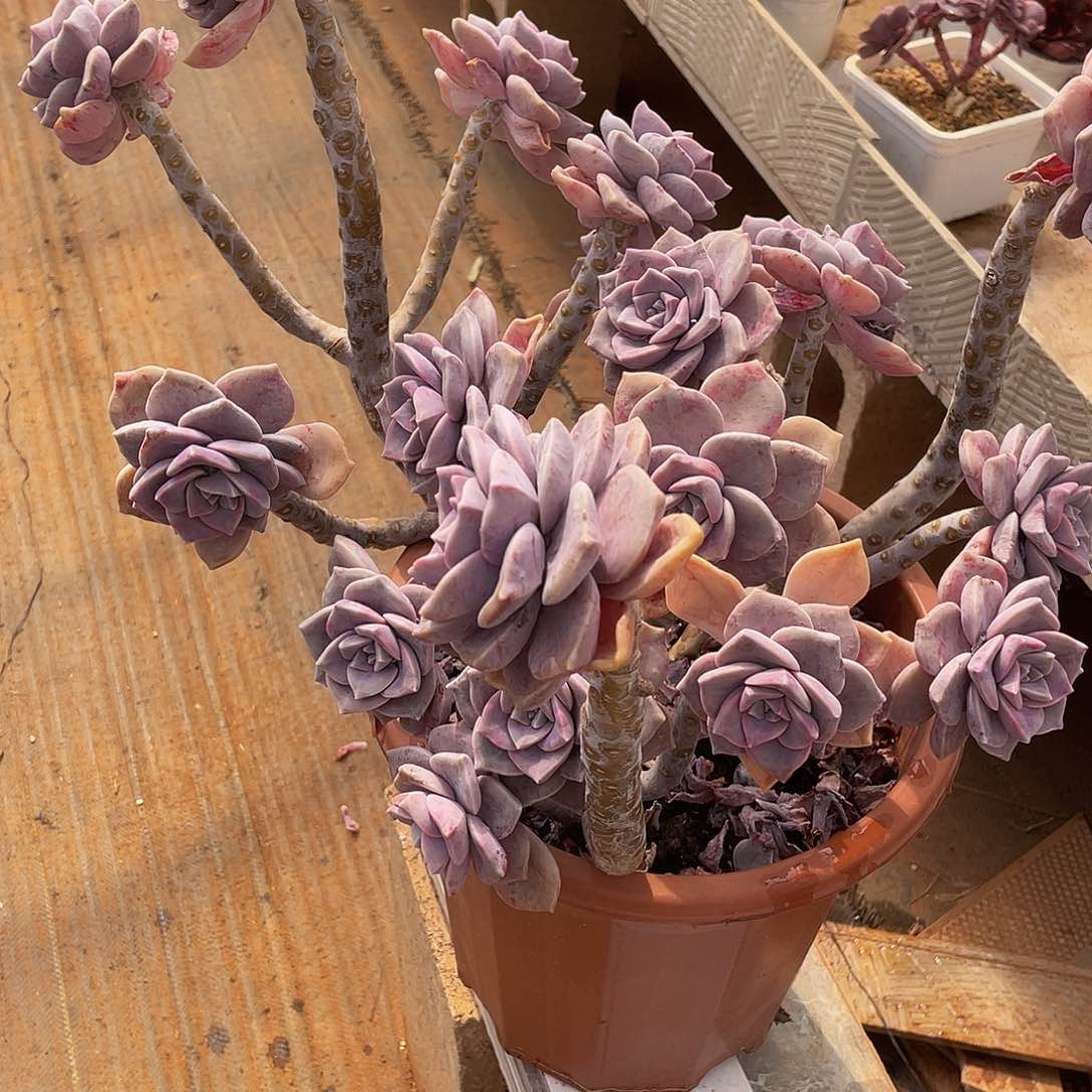 紫了多肉多肉多肉