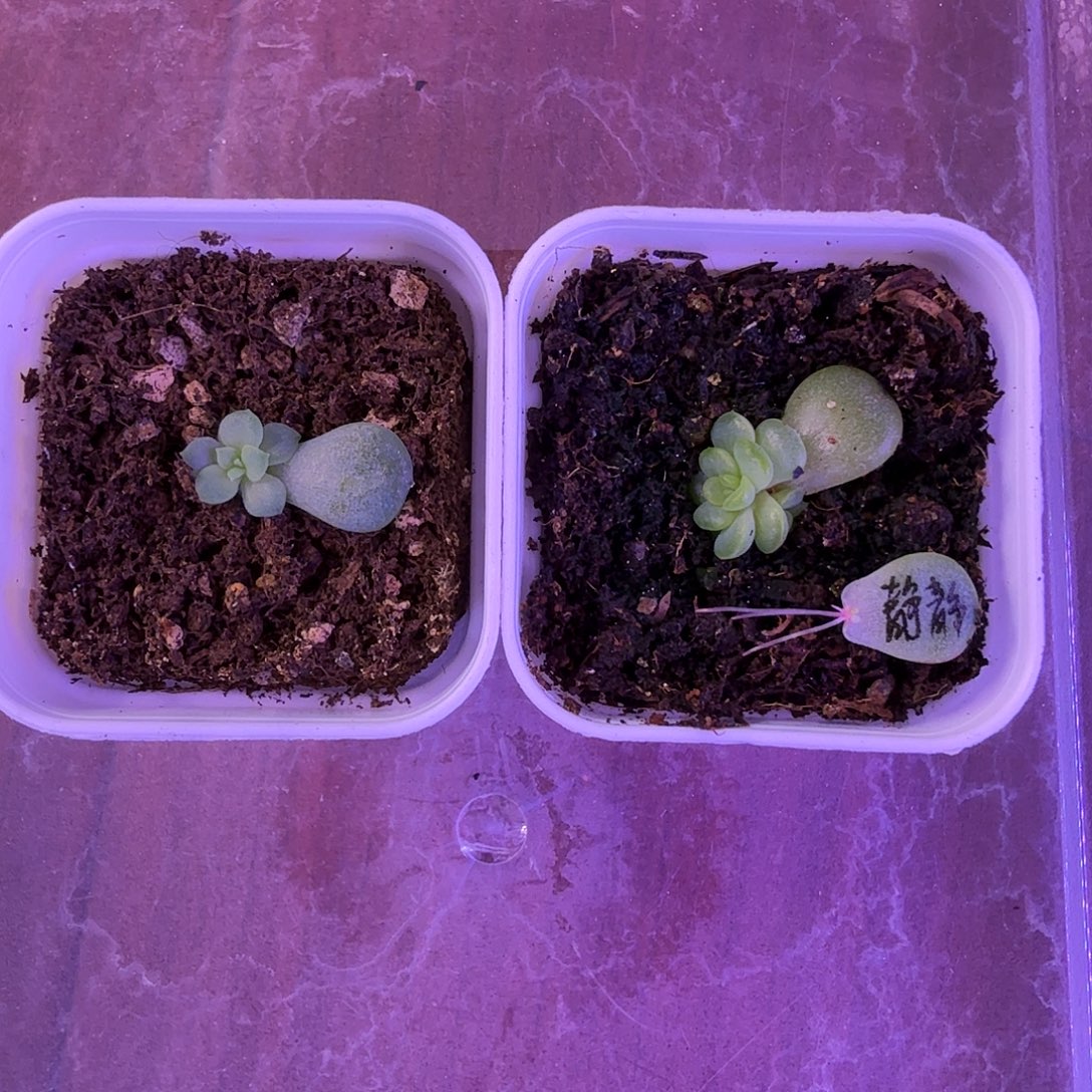 晶晶，静静，青橘叶插