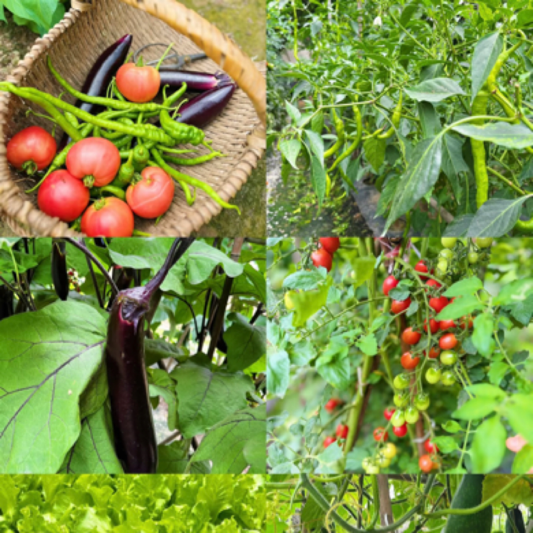 《来牟真选》代买 荣县本地蔬菜各种通用