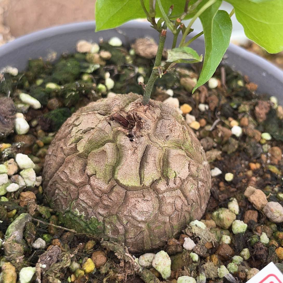 龟甲龙一物一拍187号