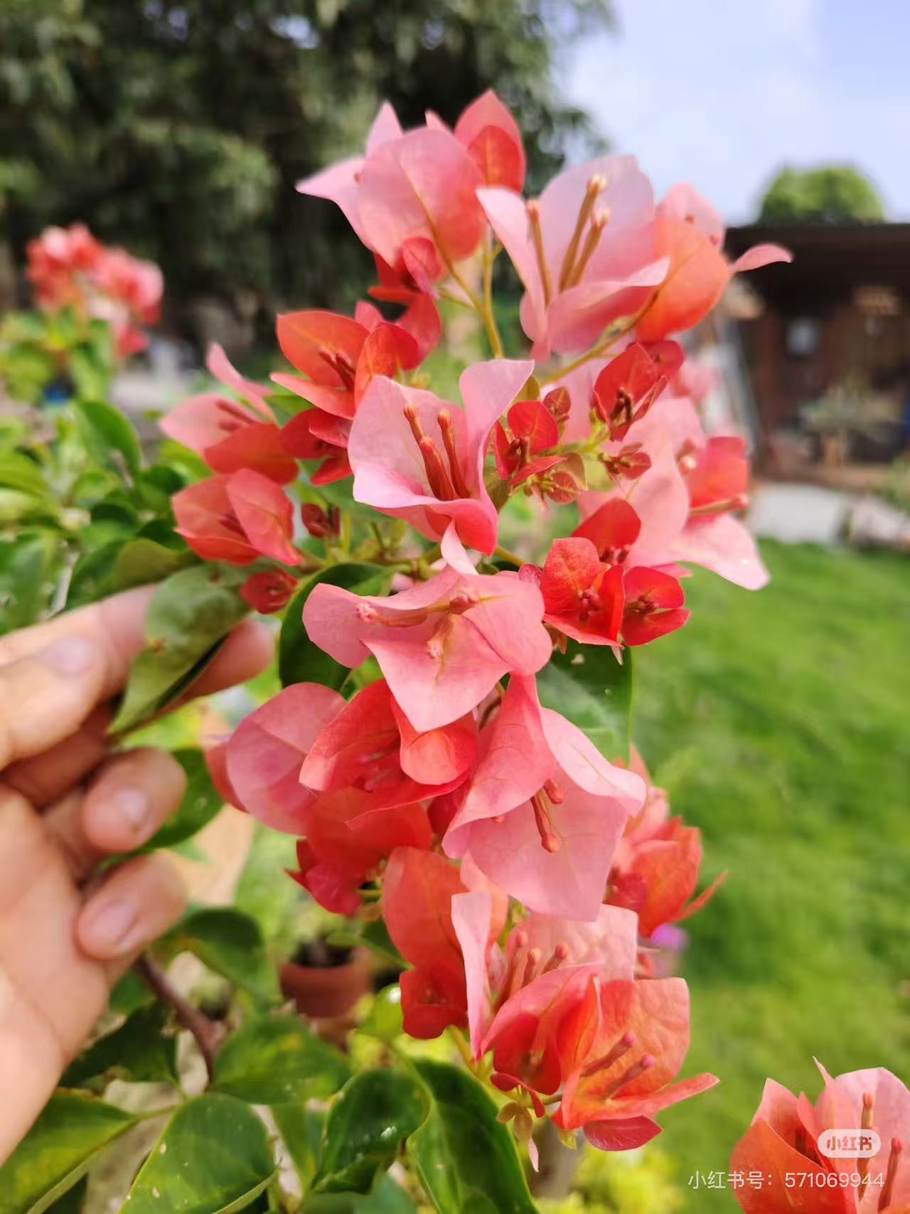 【红日落原生袋苗】三角梅包对版