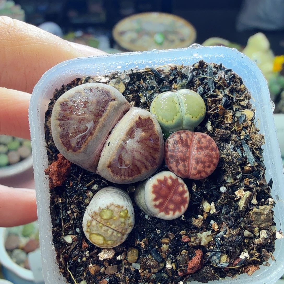 ʚ***ɞ多肉植物福利冲857