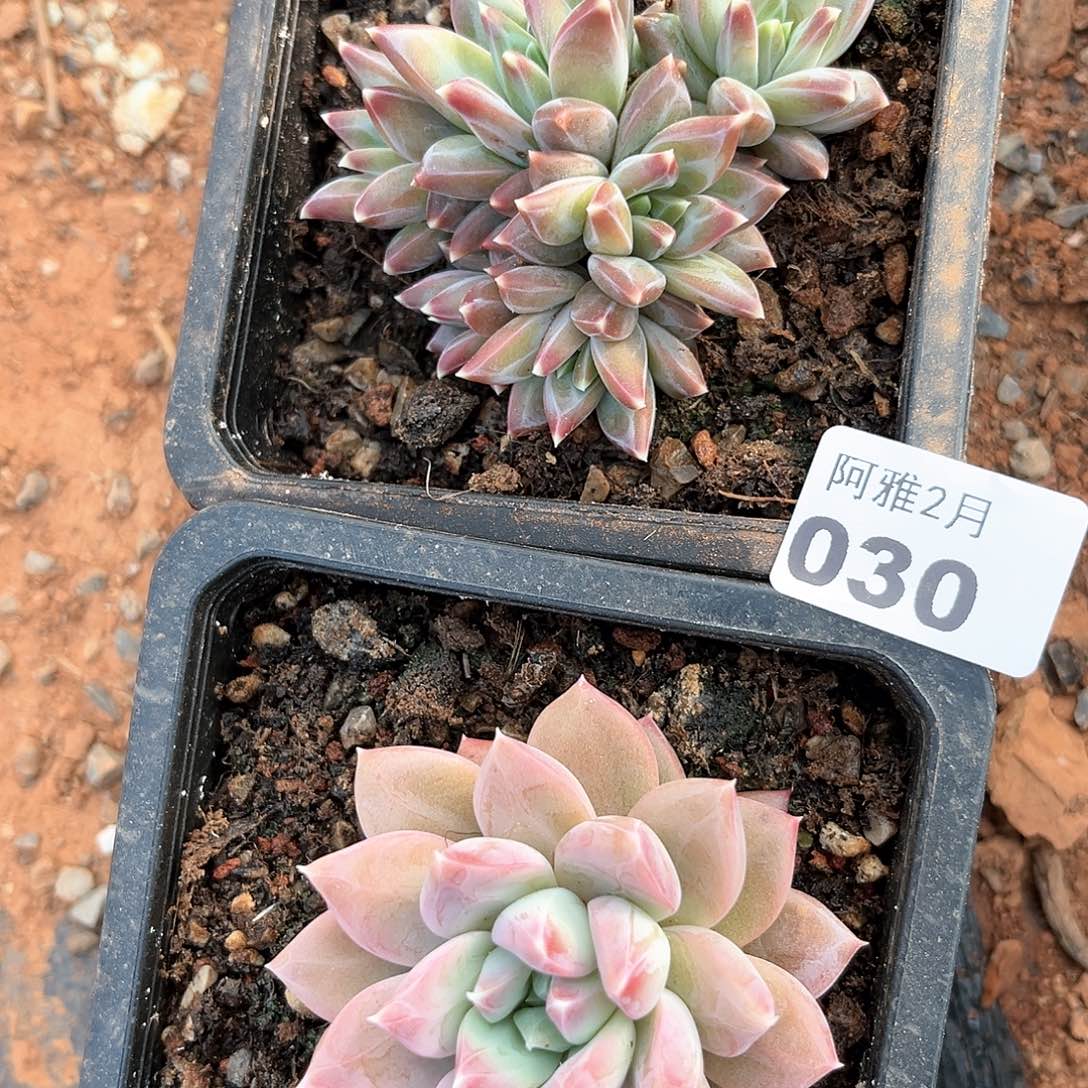 阿雅园艺。   030